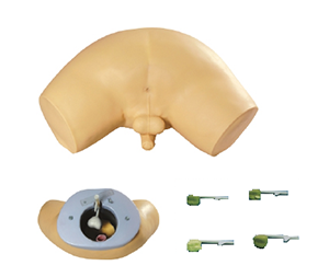 Prostate Examination Model: Intelligent Guardian of Men’s Health